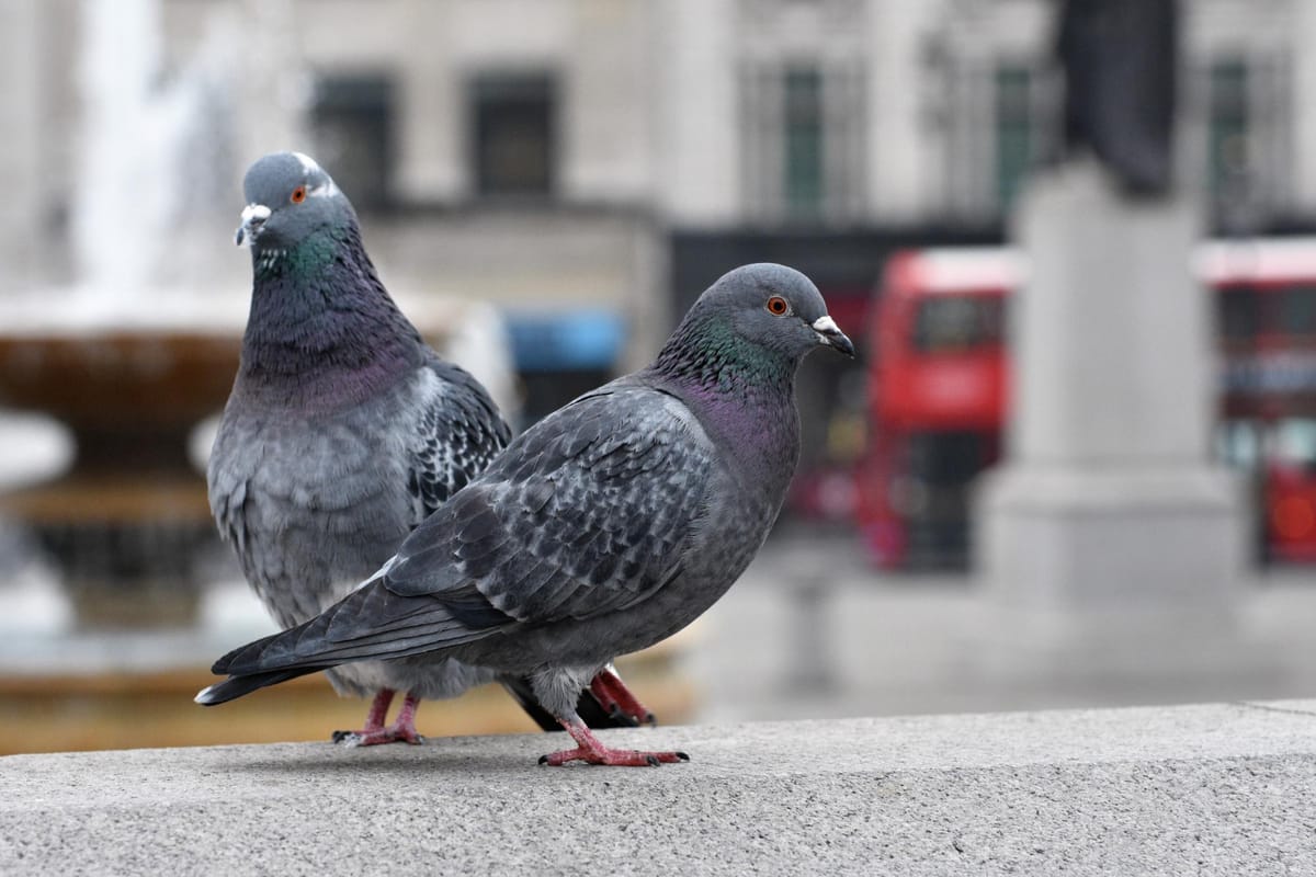 A londoni Trafalgar Square egykori galambjainak emlékezetére