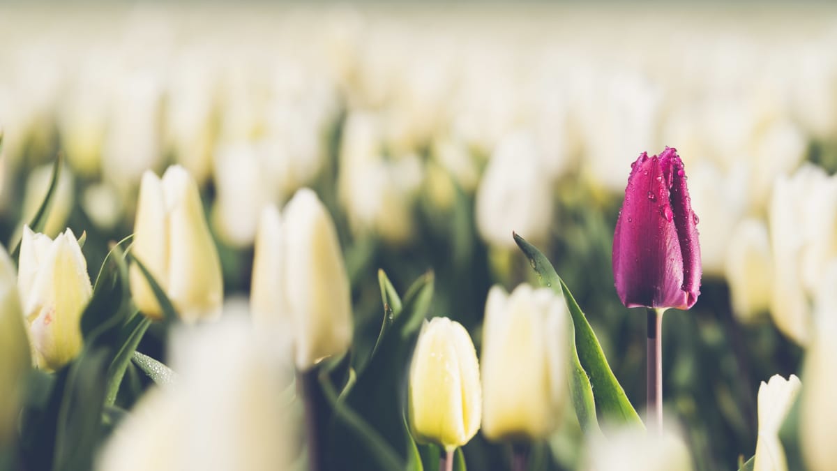 Tulipánmező London mellett