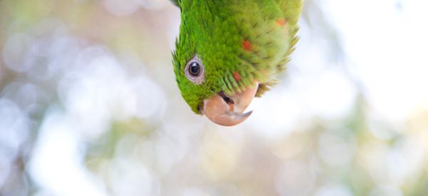 Ingyenes papagáj simogató a londoni Kensington Parkban