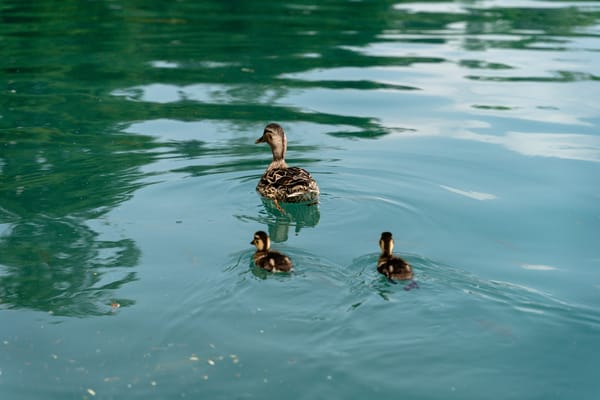 St. James's Park: a londoni madárrezervátum lakói 1. rész